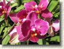 Orkide 1 * 720 x 540 * (253KB)